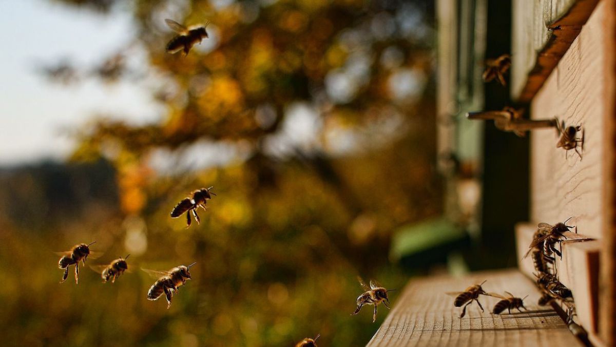 Bienen fliegen zum Bienenstock.
