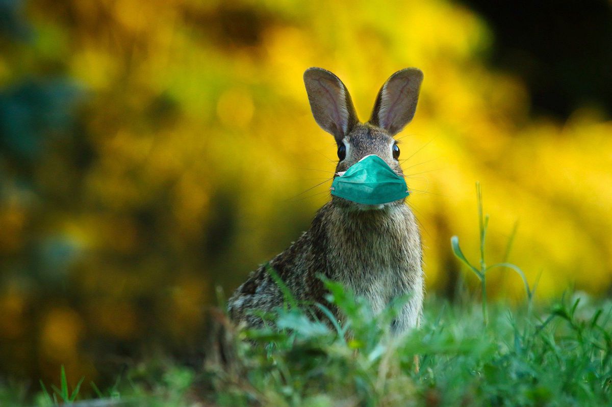 Ein Hase im grünen Gras vor gelben Blumen. Er trägt eine Chirurgenmaske.