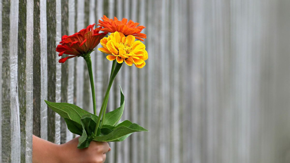 Eine Hand reicht drei Blumen durch einen Zaun.
