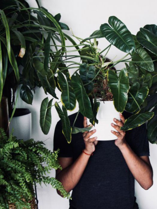 Eine Person steht zwischen mehreren grünen, großen Zimmerpflanzen und hält ihren oder seinen Kopf hinter einem Topf mit einer der Pflanzen versteckt.