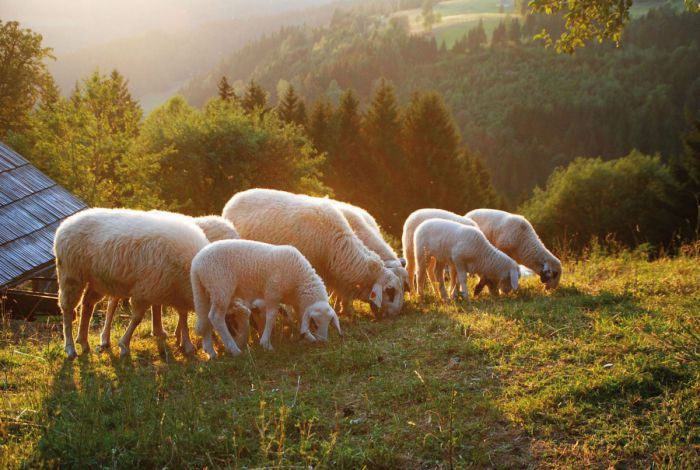 Eine Gruppe weißer Schafe mit schwarzer Gesichtszeichnung grast in der Abendsonne.