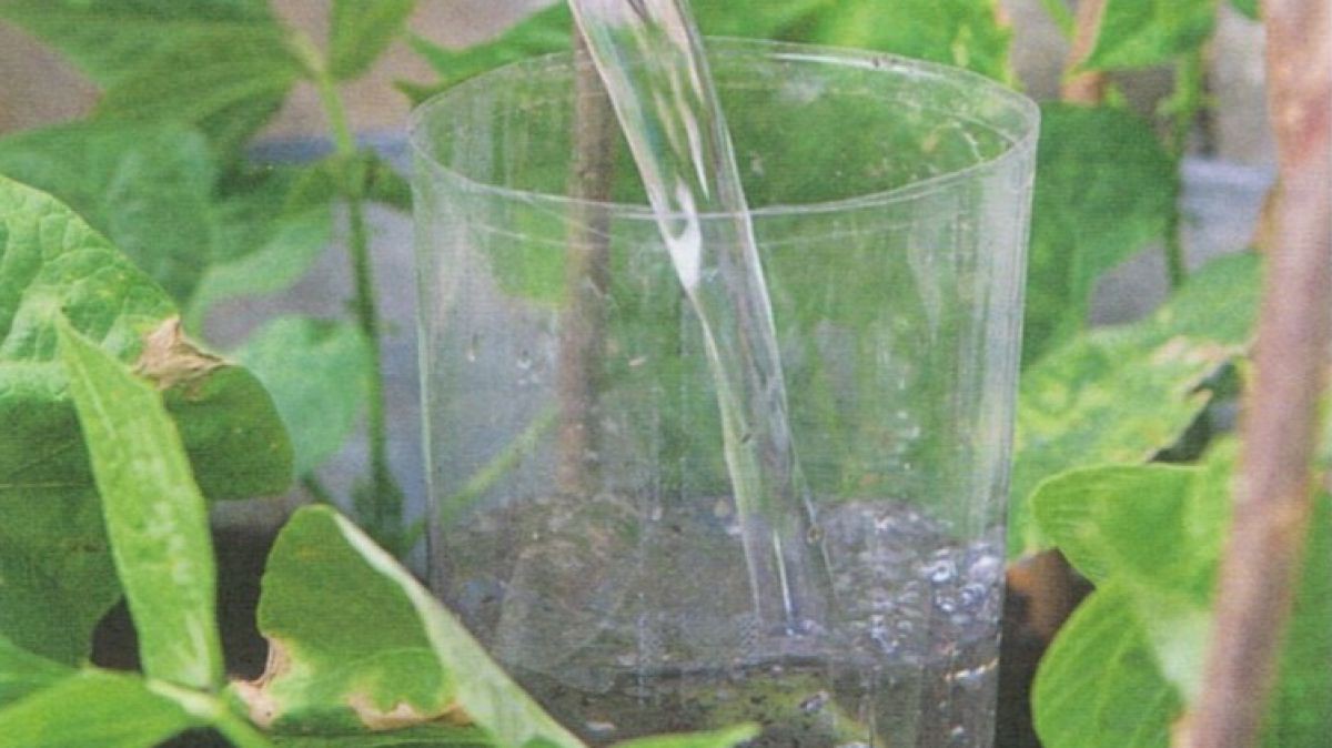 Gartentipp: Gießen aus der Wasserflasche LEBENSART