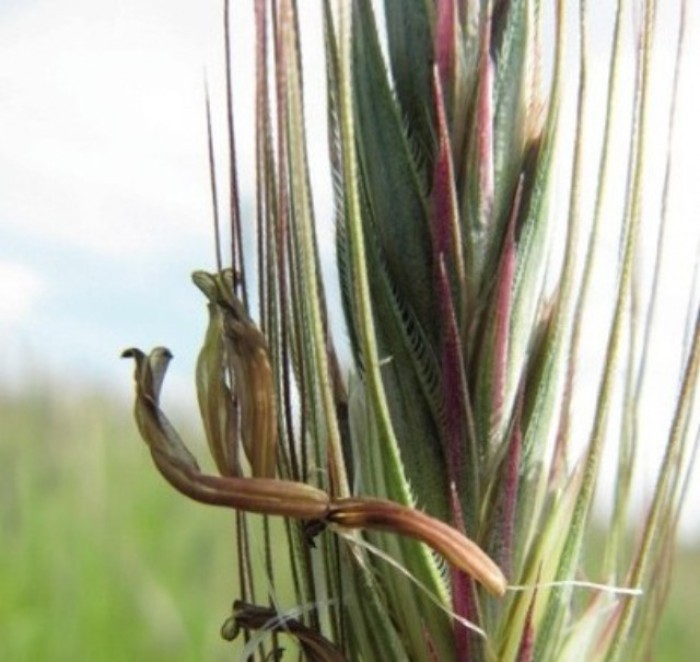 Foto: BIO AUSTRIA