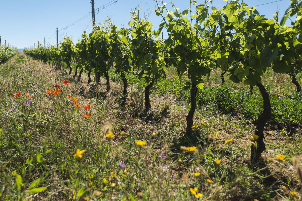 Eine Reihe Weinstöcke, dazwischen blühen rote Mohnblumen, gelber Hahnenfuß und andere Pflanzen mit lila Blüten. Der Himmel ist wolkenlos blau.