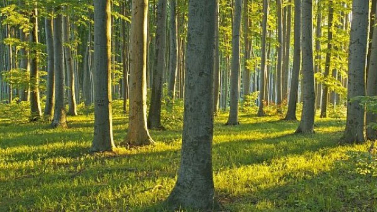 09_buchenstaemme_im_wienerwald_franz_kovacs