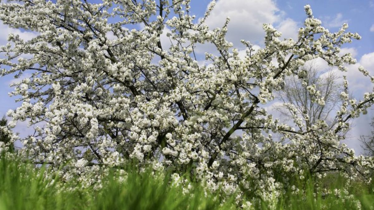Ein weiß blühender Baum vor einem blauem Himmel.