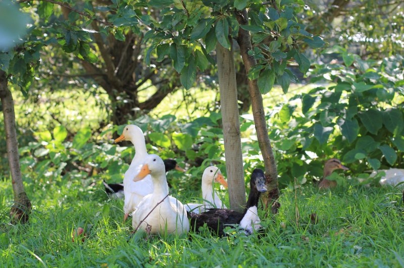 annahof___enten