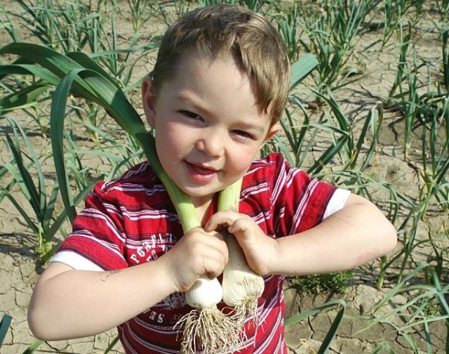 artner_kind_knoblauch