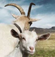 aziegenfuerkaese