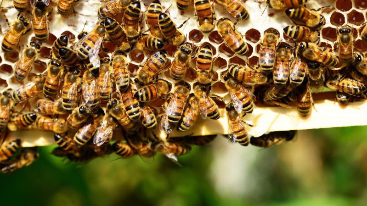 bienen_pixabay_creative_commons_keinbildnachweisnoetig_honey-bees-401238
