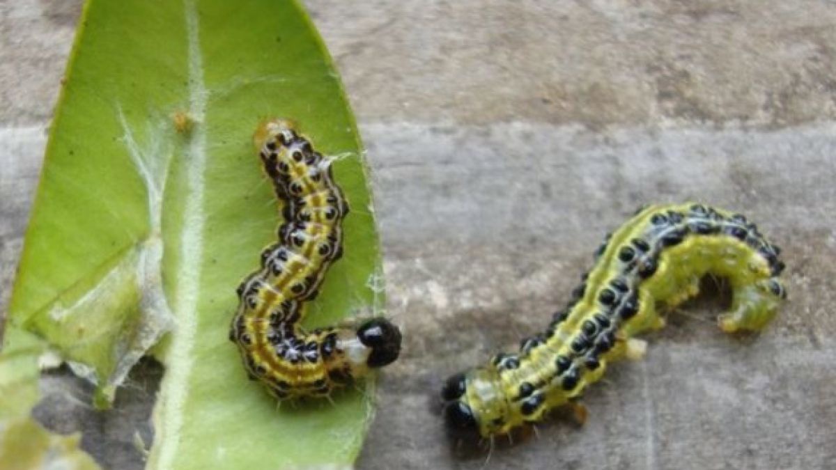 bioaustira_buchs