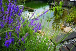 biotop_blutweiderich