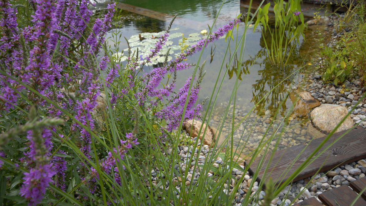 biotop_wasserpflanzen