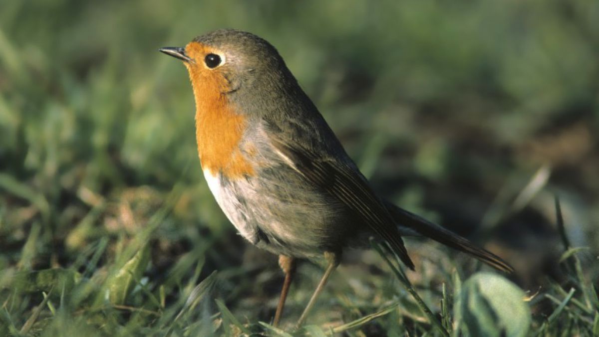 birdlife_p_buchner____06862_rotkehlchen_002_pb