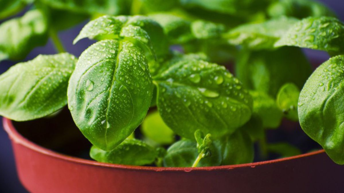 bixabay_commons__basil-932079_1920