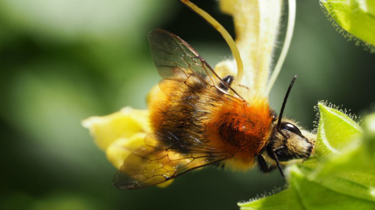 bombus_pascuorum_p9030037__c__mag.timo_kopf
