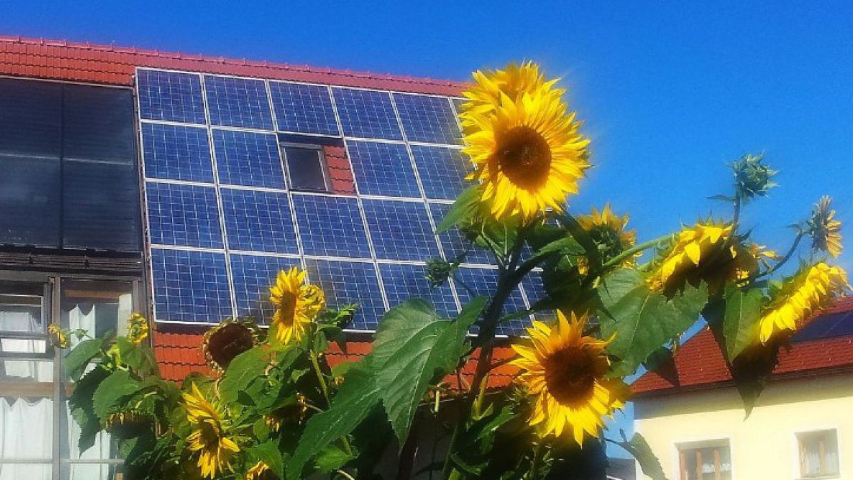 brandstaetter_sonnenblume