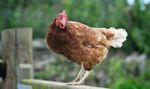 eistockhuhn