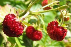 erdbeere