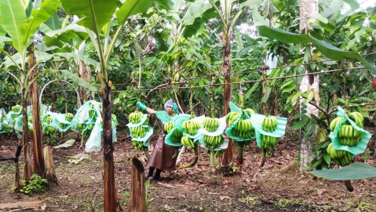 fair_trade-bio-bananen-anbau_in_mischkultur_2_c_mirjam_haegele__oxfam_deutschland
