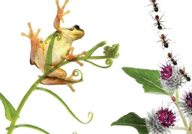 frosch_und_klette