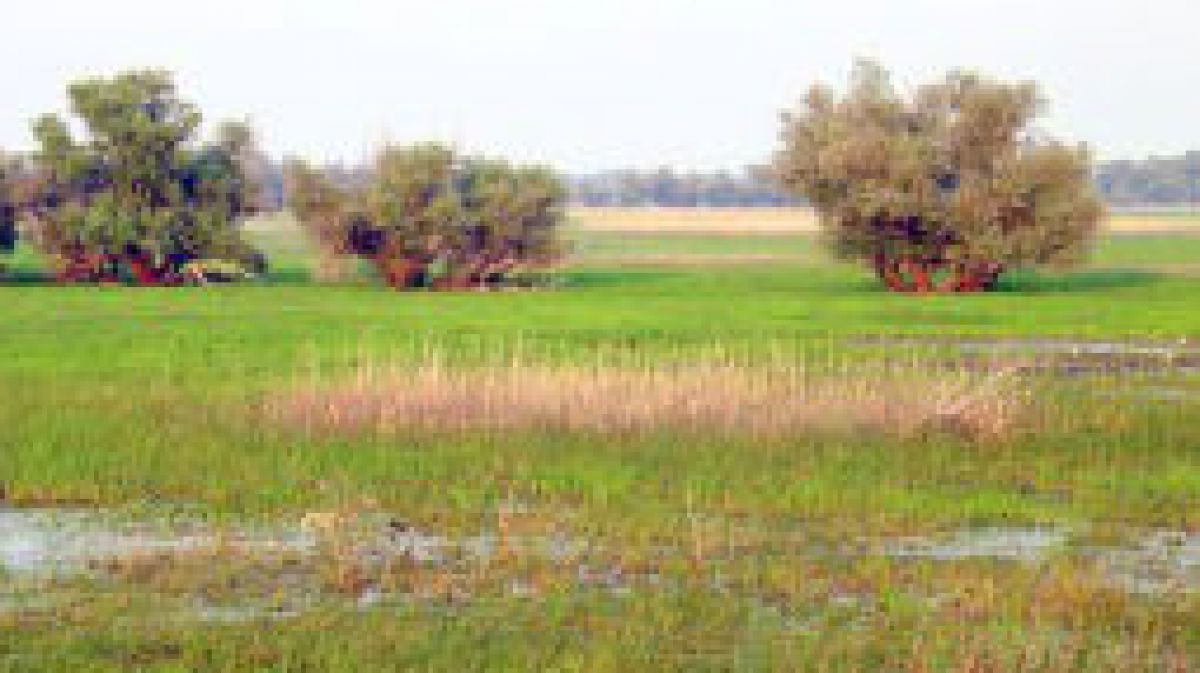 gruenesbandsumpf