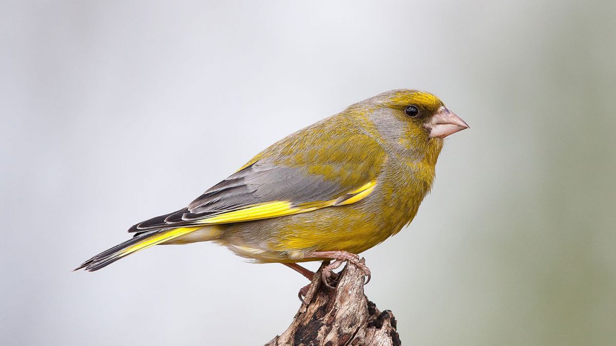 gruenfink_c_birdlife_otto_samwald