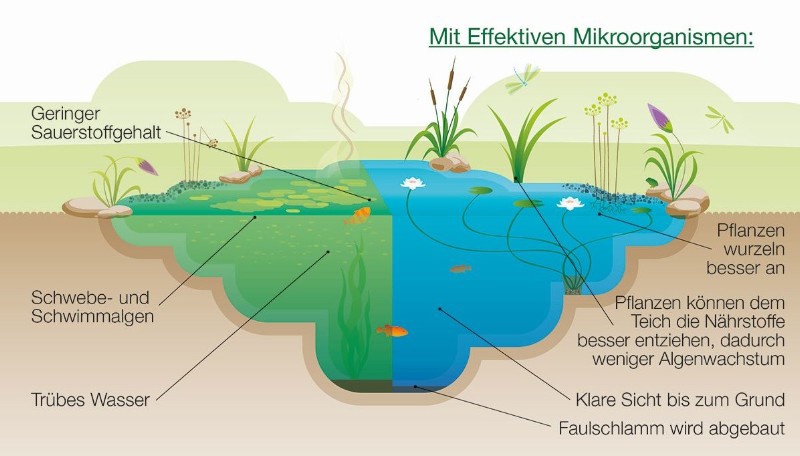 illustration_teichaufbau_c_multikraft