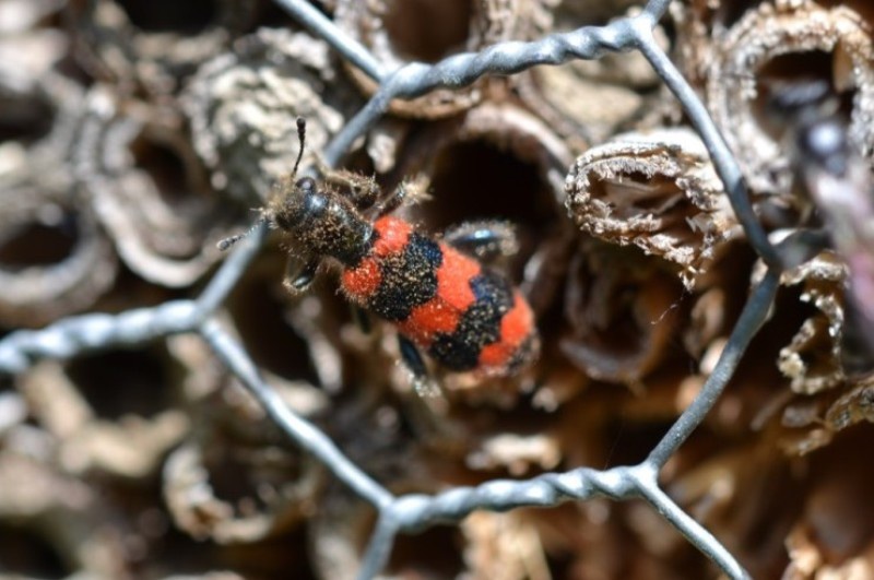 Ein länglicher Käfer mit schwarz-roter Zeichnung.