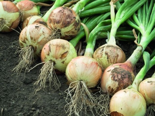 istock_000018888079medium_zwiebel