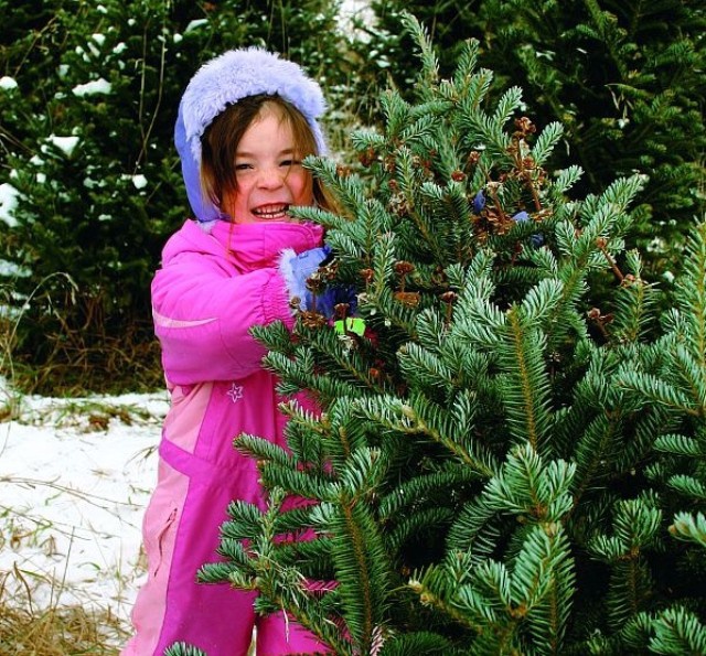 istock_christbaum