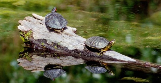 k_krachner_4nature___schmuckschildkroete_klein