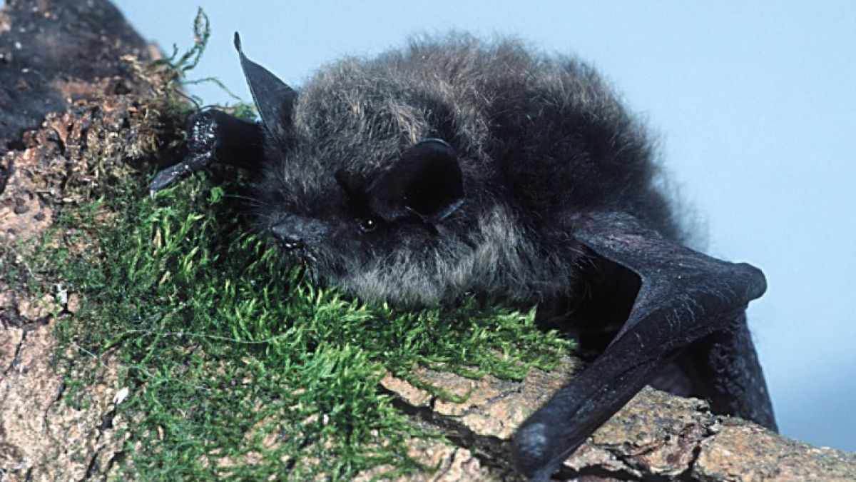 kleine_bartfledermaus_limberger