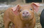laboncahofschwein