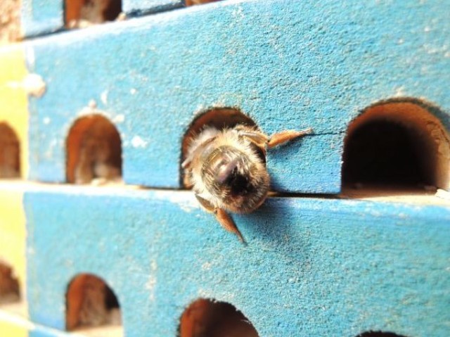 Wildbienenhaus mit Biene.