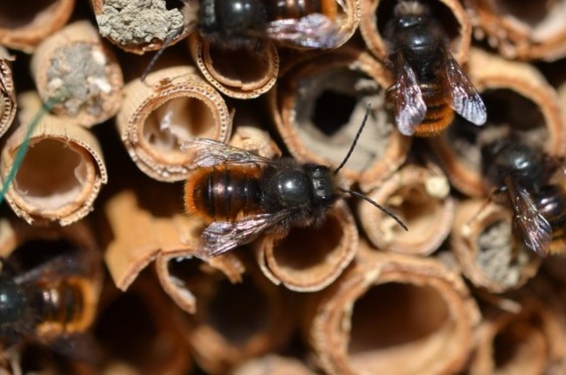 Einige Bienen mit pelzigem orangen Hinterleib klettern über hohle Stängel.