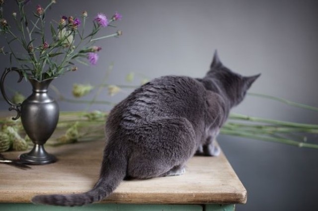 Eine graue Katze sitzt mit dem Rücken zur Kamera auf einer Kommode auf der Blumen und eine Vase stehen.