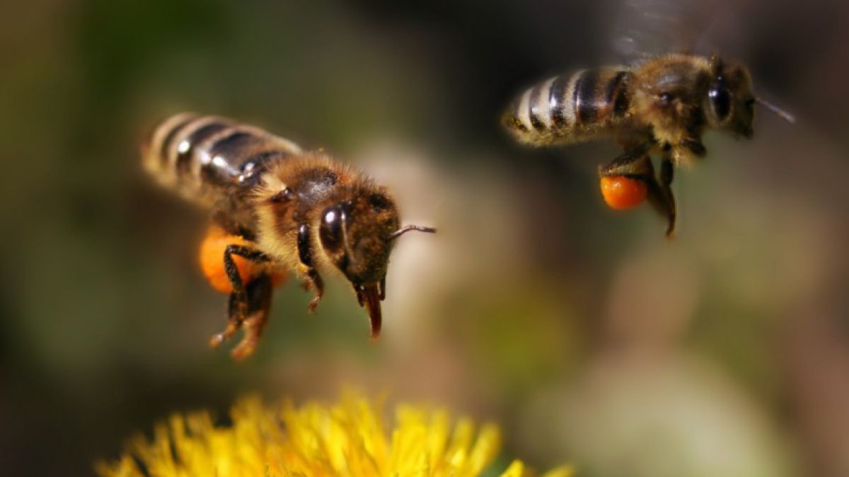 pixabay_commons__bee-3305388