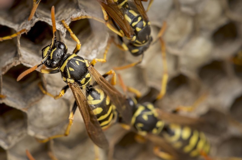 pixabay_commons__bees-2351041