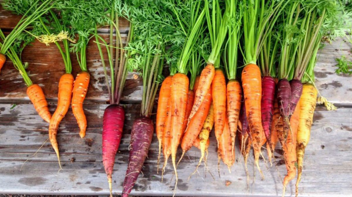 pixabay_commons__carrot-2743498_klein