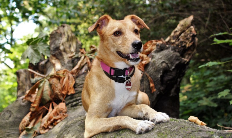 pixabay_commons__dog-1691739