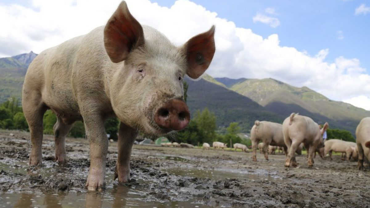 pixabay_commons__pig-752557_1920
