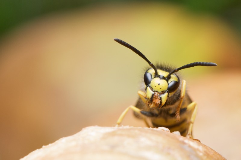 pixabay_commons__wasp-538471