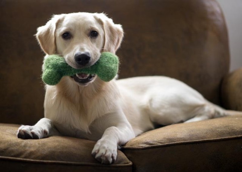 Hund mit Bio-Spielzeug.