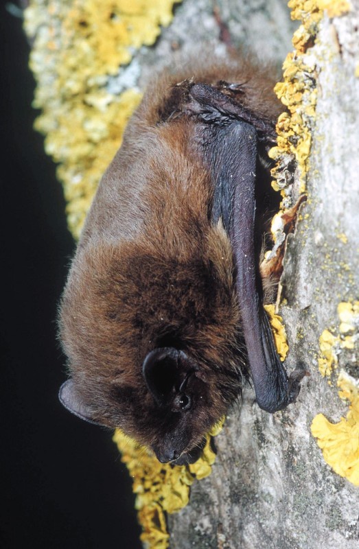 rauhautfledermaus_limberger