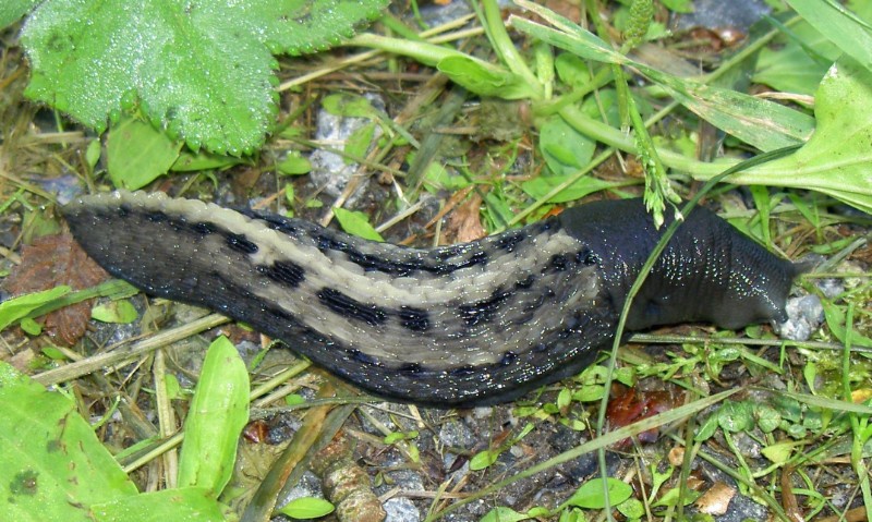 schnegel_wikimedia_commons
