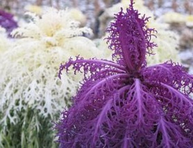 schoenbrunn_palme_zierkohl