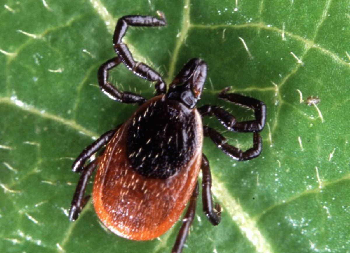 scott_bauer_agricultural_research_service_____adult_deer_tick