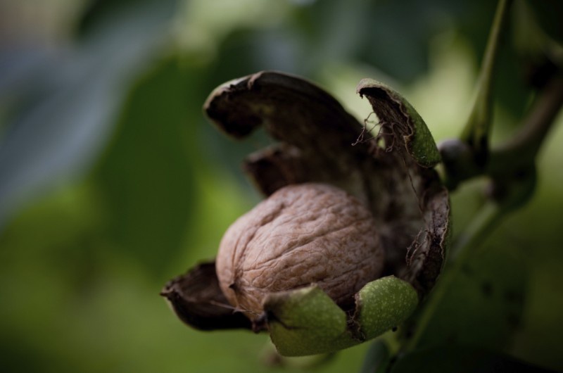 thinkstock_gutrinanadia_185836922
