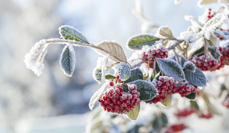 thinkstock_keremyucel____weihnachten_462055615